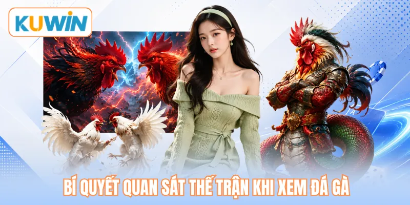 Bí quyết quan sát thế trận khi xem đá gà