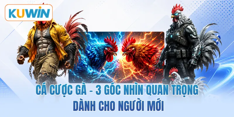 Cá Cược Gà - 3 Góc Nhìn Quan Trọng Dành Cho Người Mới